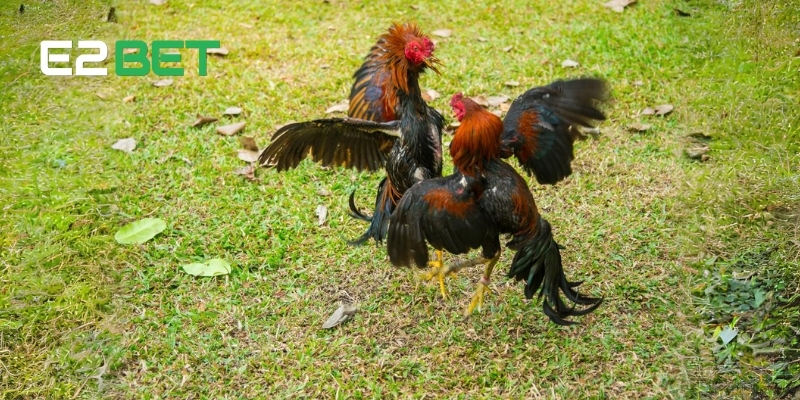 Một số thuật ngữ đá gà trong quá trình luyện gà tại E2BET