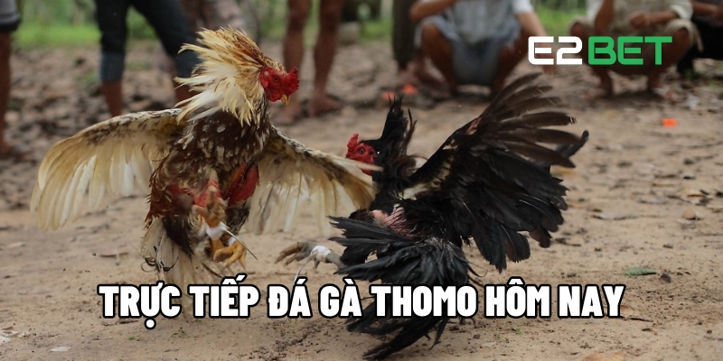 Xem Trực Tiếp Đá Gà Thomo Hôm Nay Nhanh, Hình Ảnh Rõ Nét Tại E2BET 1 truc tiep da ga thomo hom nay 1